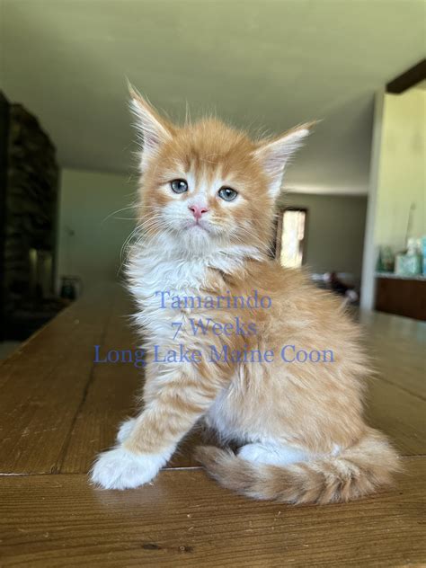 Maine Coon Adoption in Virginia: Maine Coon Kittens for Sale in ...